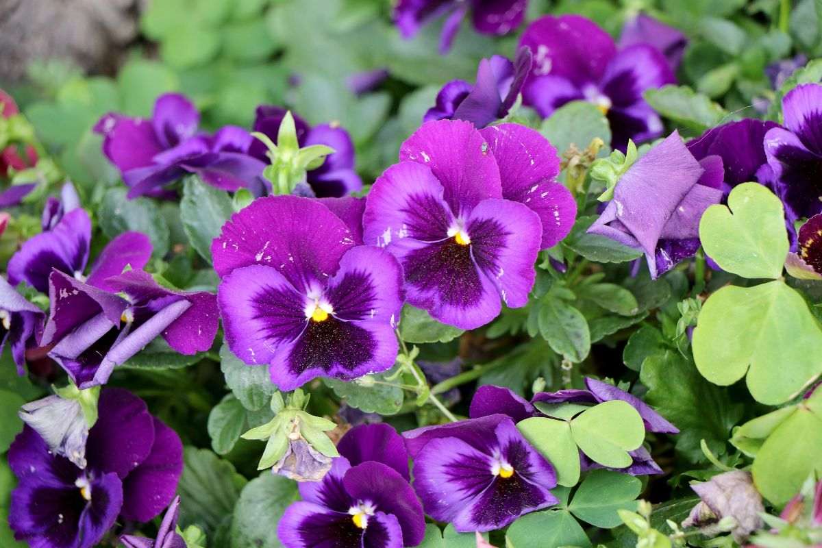 Viole del pensiero per il giardino a Novembre