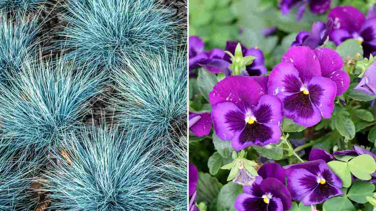 piante resistenti: festuca glauca e viola del pensiero