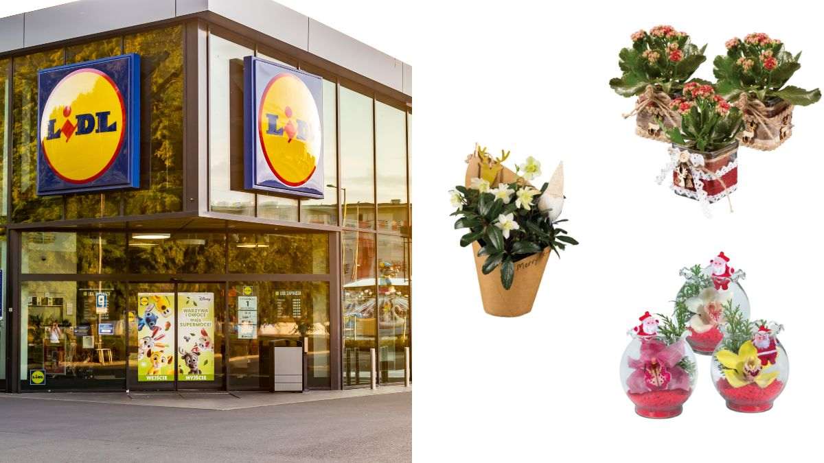 scopri le piante del weekend da Lidl