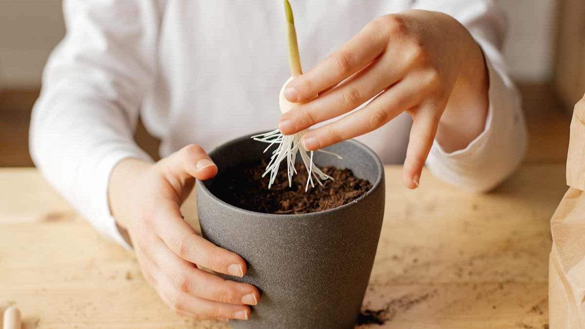 fai crescere il tuo aglio in vaso