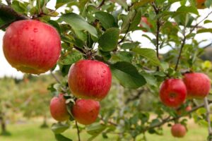 Potatura di dicembre, alberi da sistemare