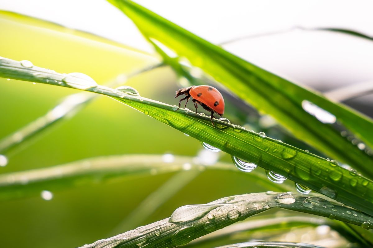 Prevenire le cocciniglie del limone