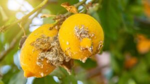 Cocciniglie limone, trucchi per prevenirle