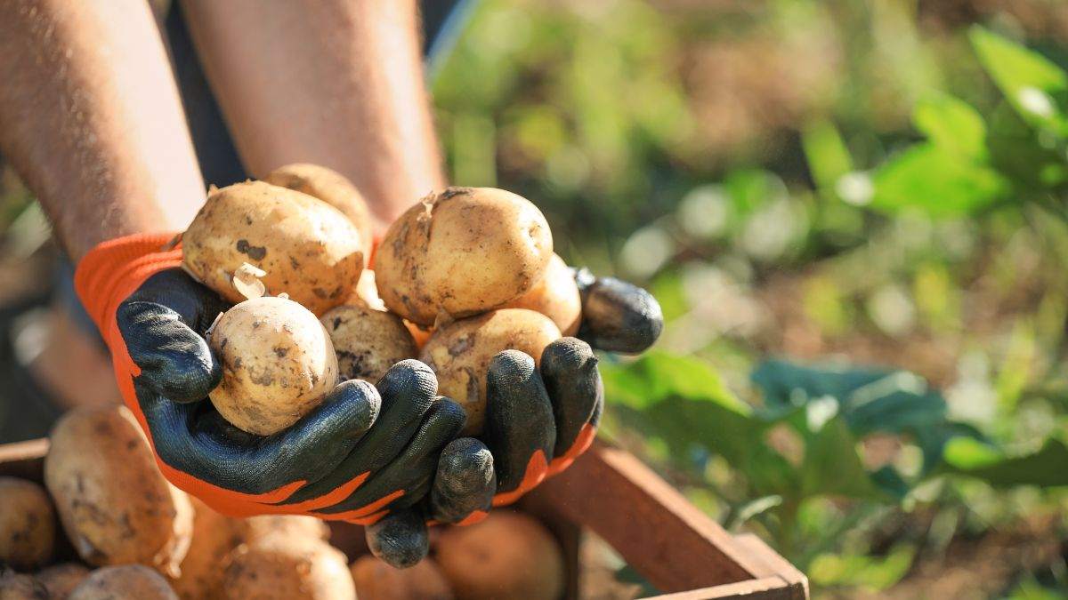 coltiva le patate partendo dalle bucce 