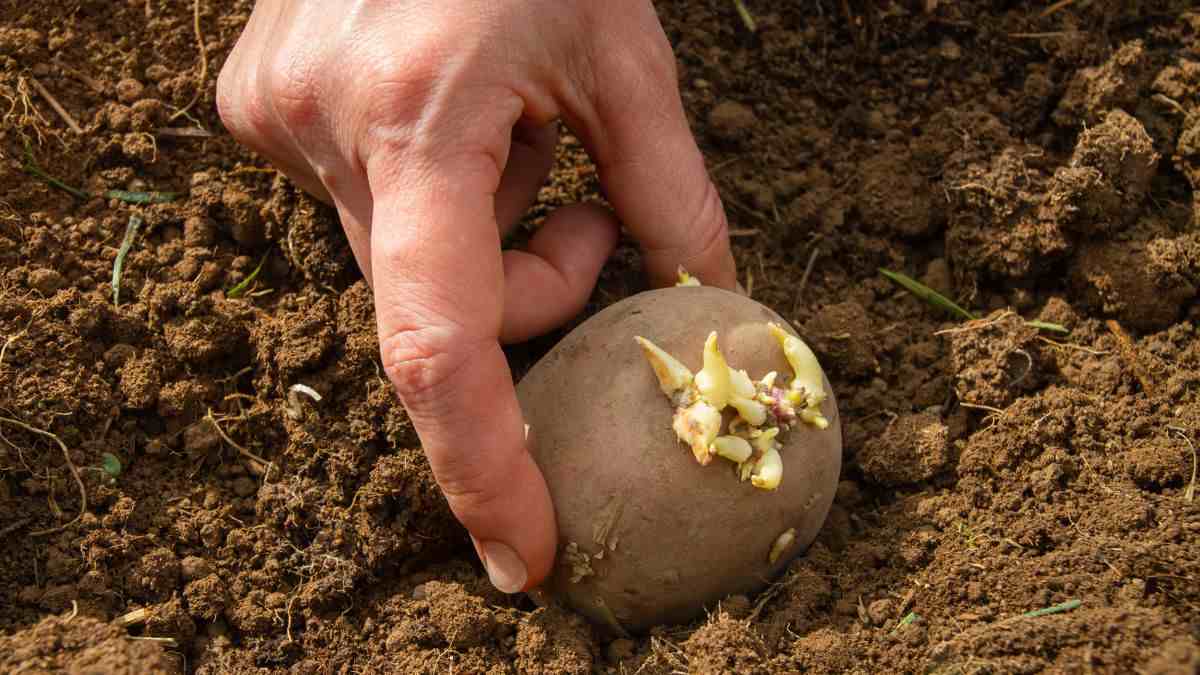 con patate e cipolle germogliate puoi creare un piccolo orto