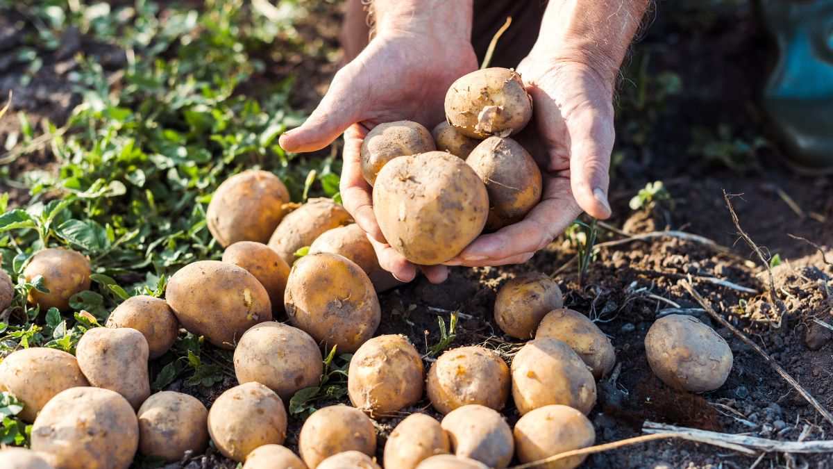 perché coltivare patate germogliate