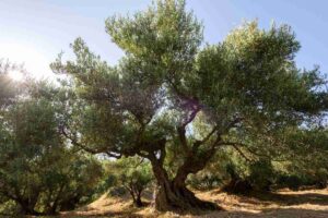 perché bisogna concimare l'olivo in inverno