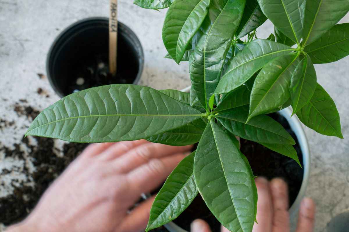 come prendersi cura della Pachira