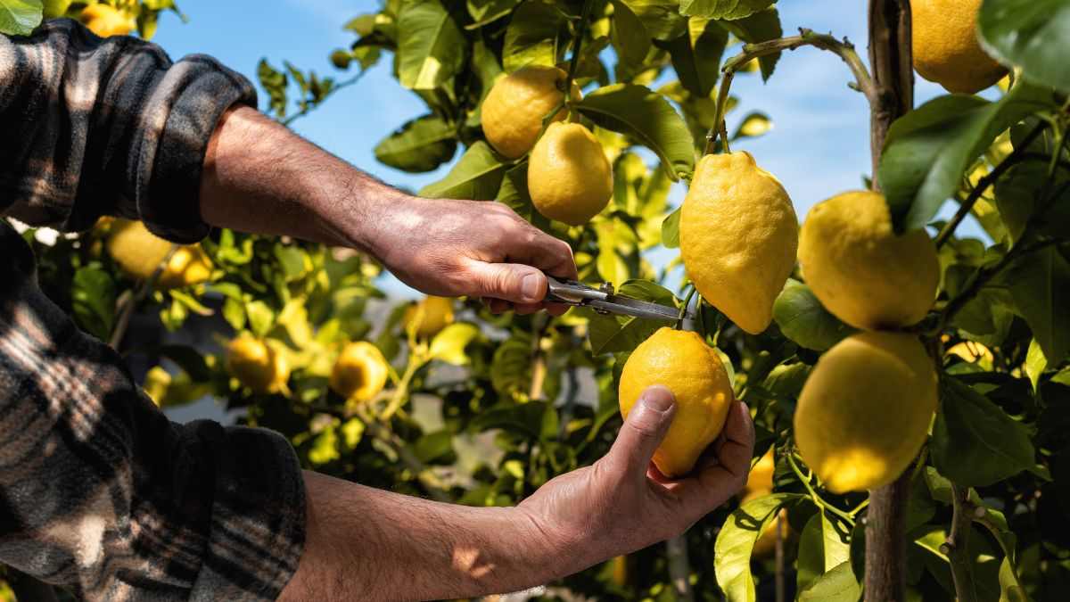 come fare in modo che i limoni non si deformino