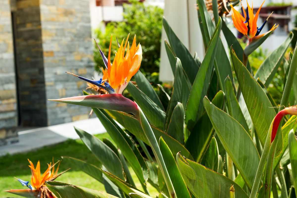 perché curare la Strelitzia in inverno