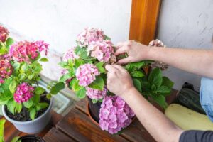 come preparare le ortensie in inverno