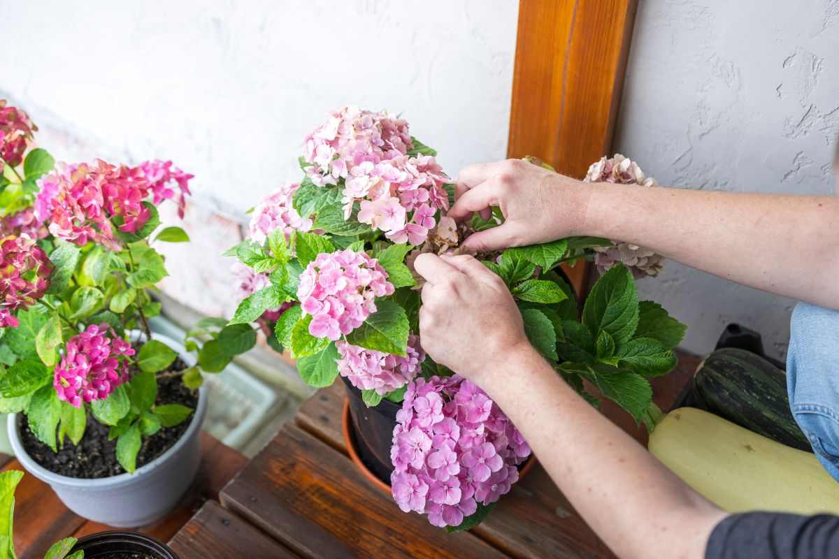 come preparare le ortensie in inverno