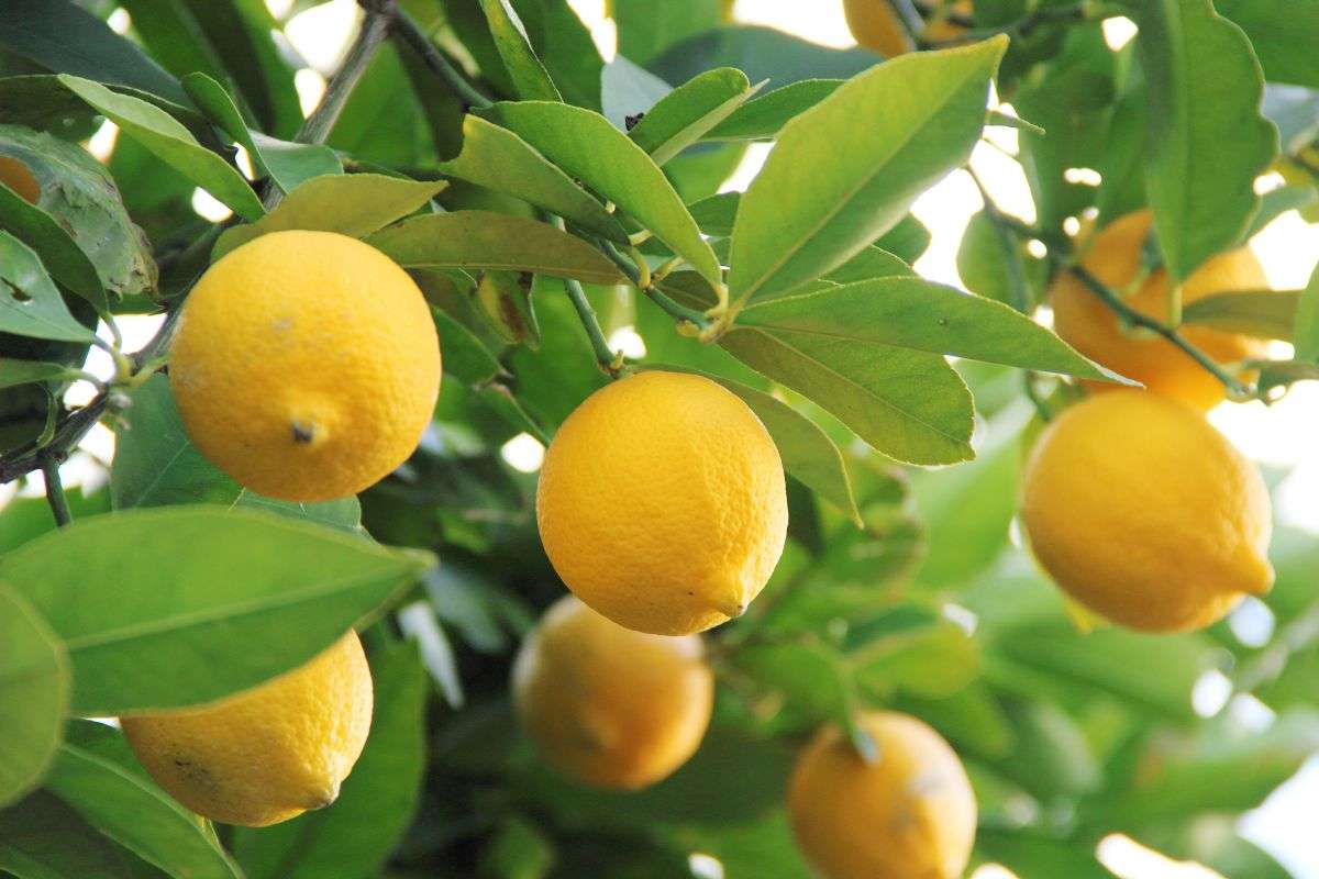 come curare al meglio la pianta di limone durante il freddo