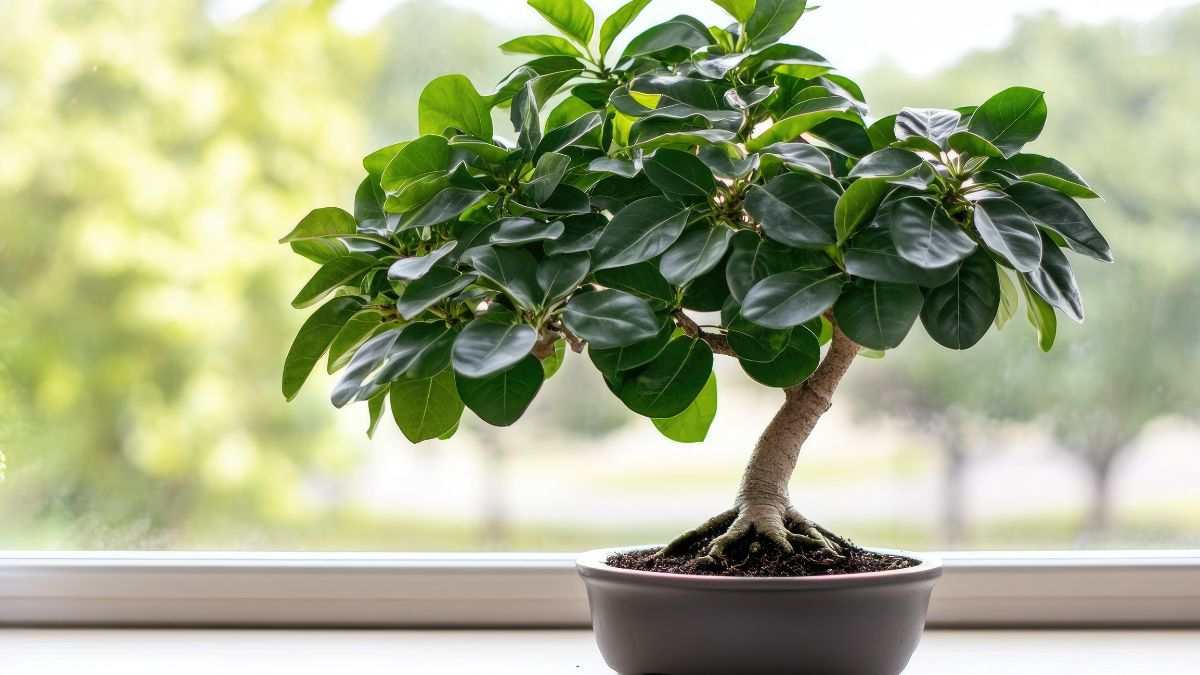 come eliminare muffa dal ficus bonsai