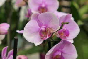 come far fiorire orchidea in inverno