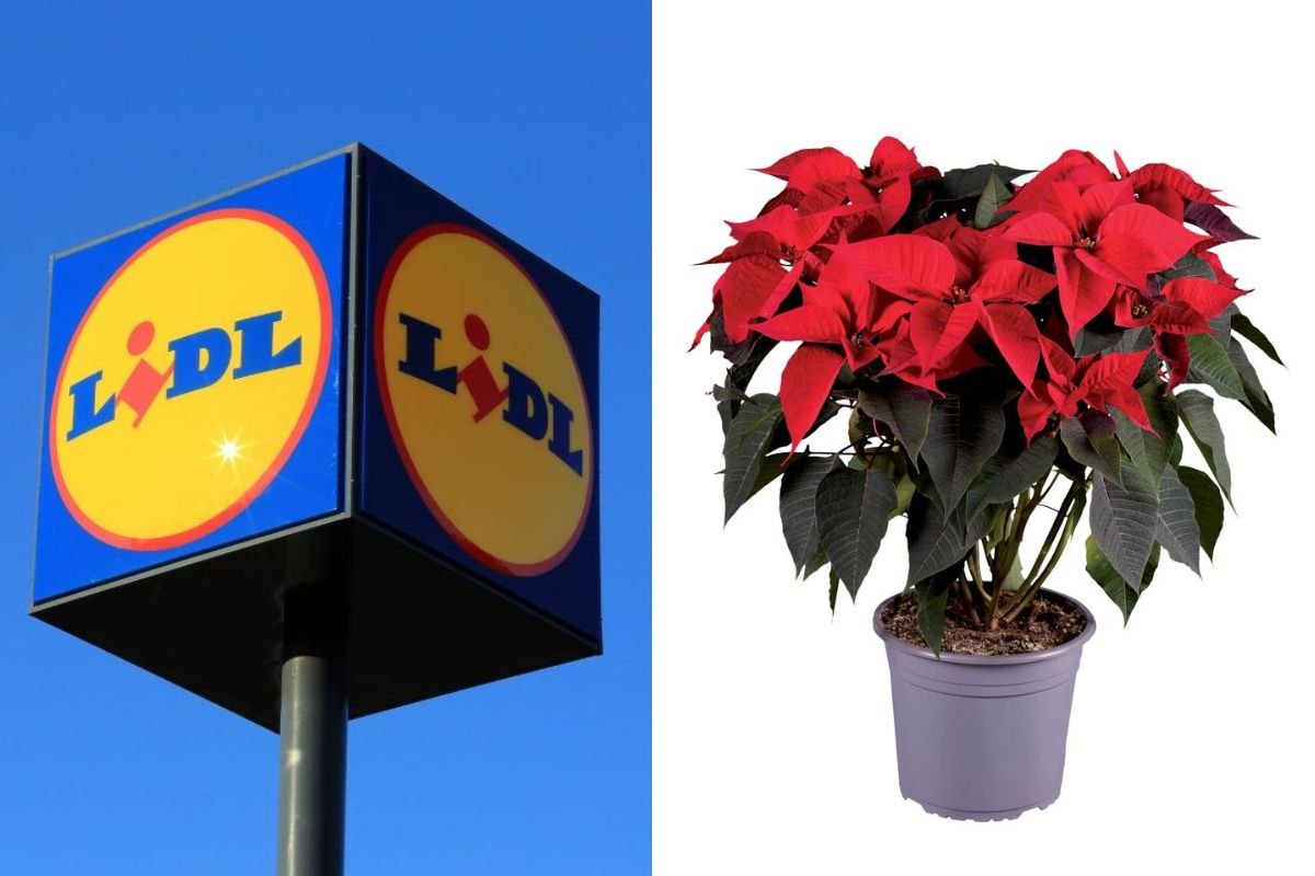 Atmosfera di festa con Lidl