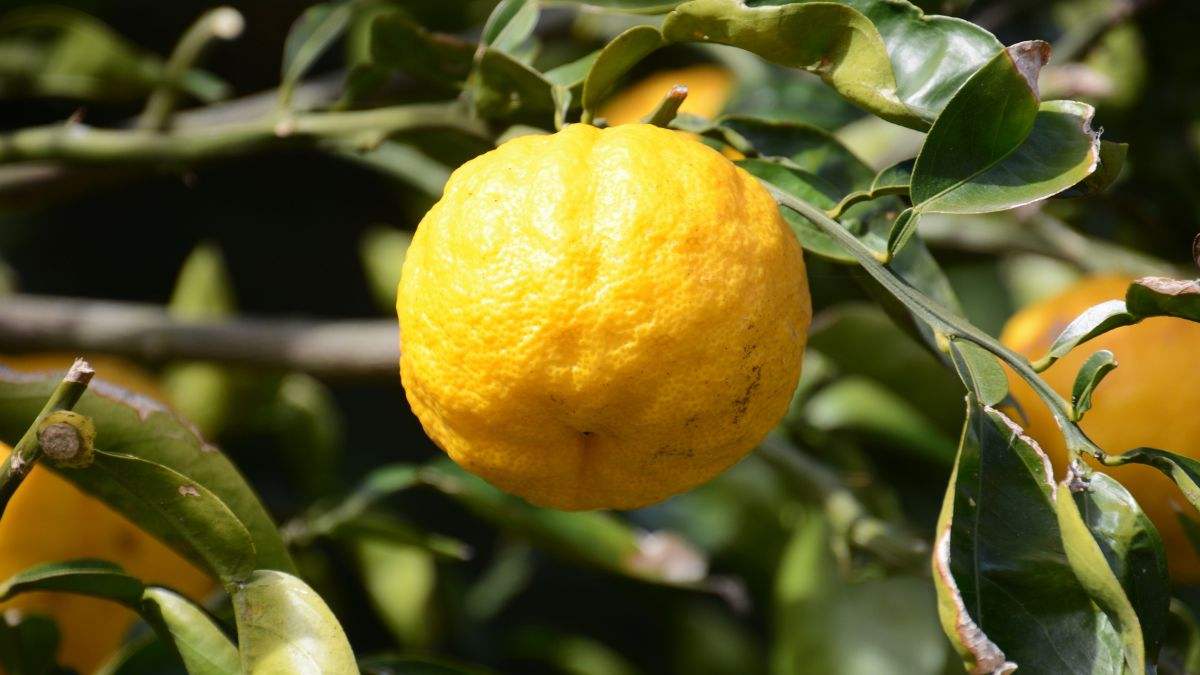 quali sono le cause di un limone deformato