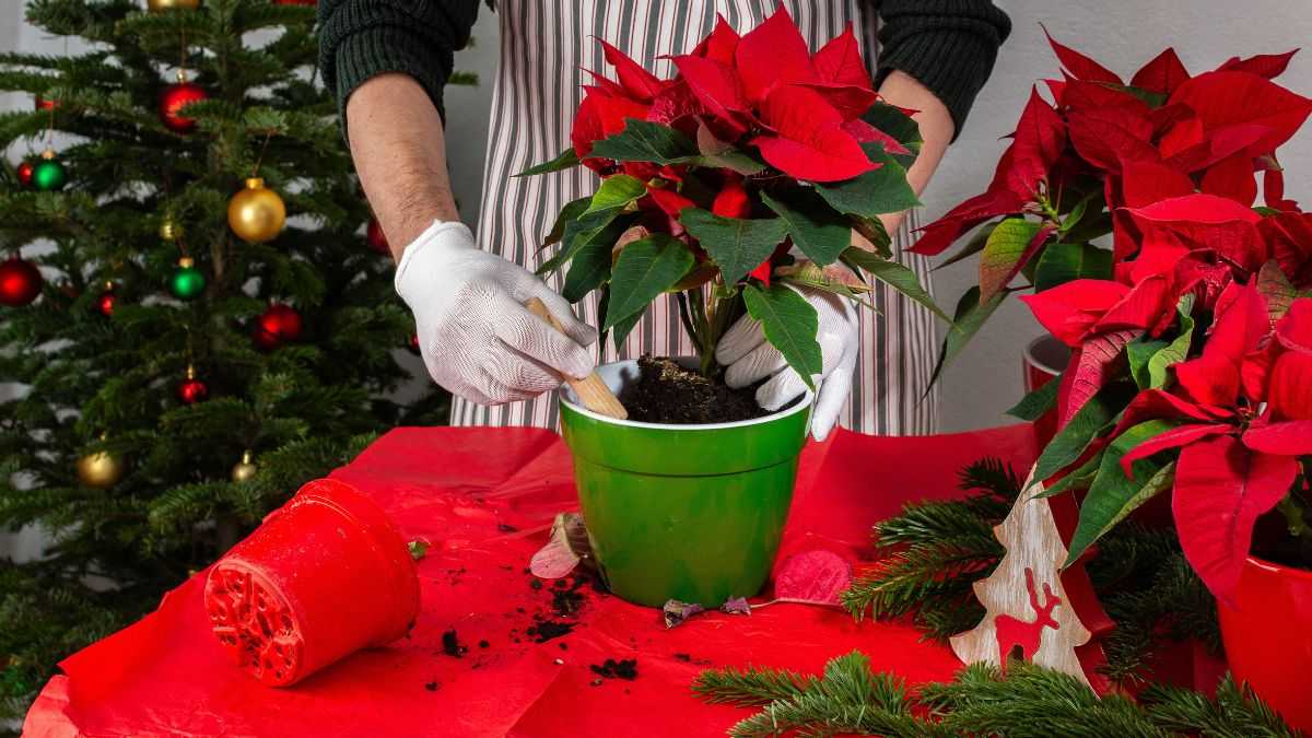 come riconoscere le malattie della stella di natale