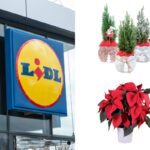 scopri le offerte sulle piante della settimana da Lidl