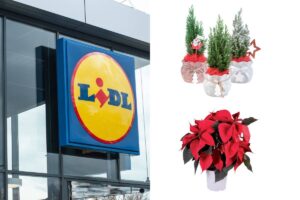 scopri le offerte sulle piante della settimana da Lidl