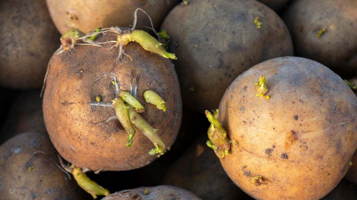 cosa fare con patate germogliate