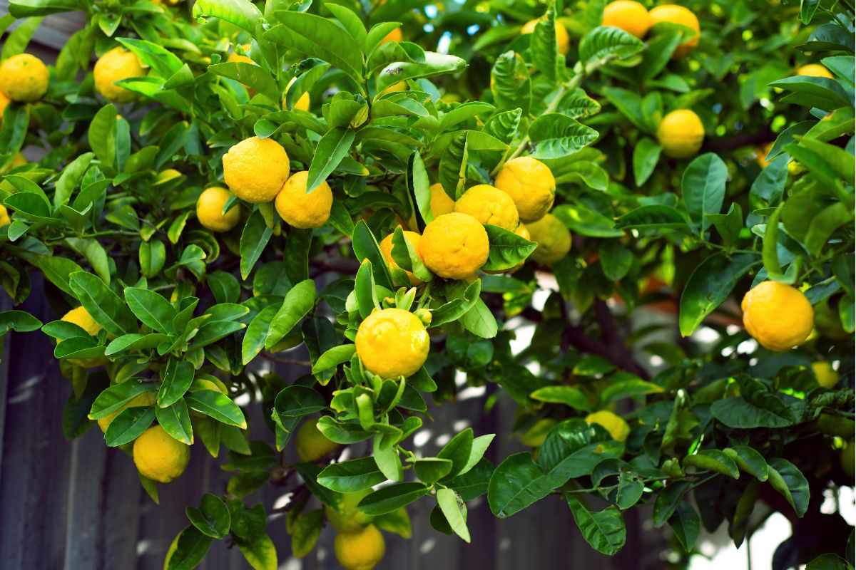 come proteggere la pianta di limone dal freddo