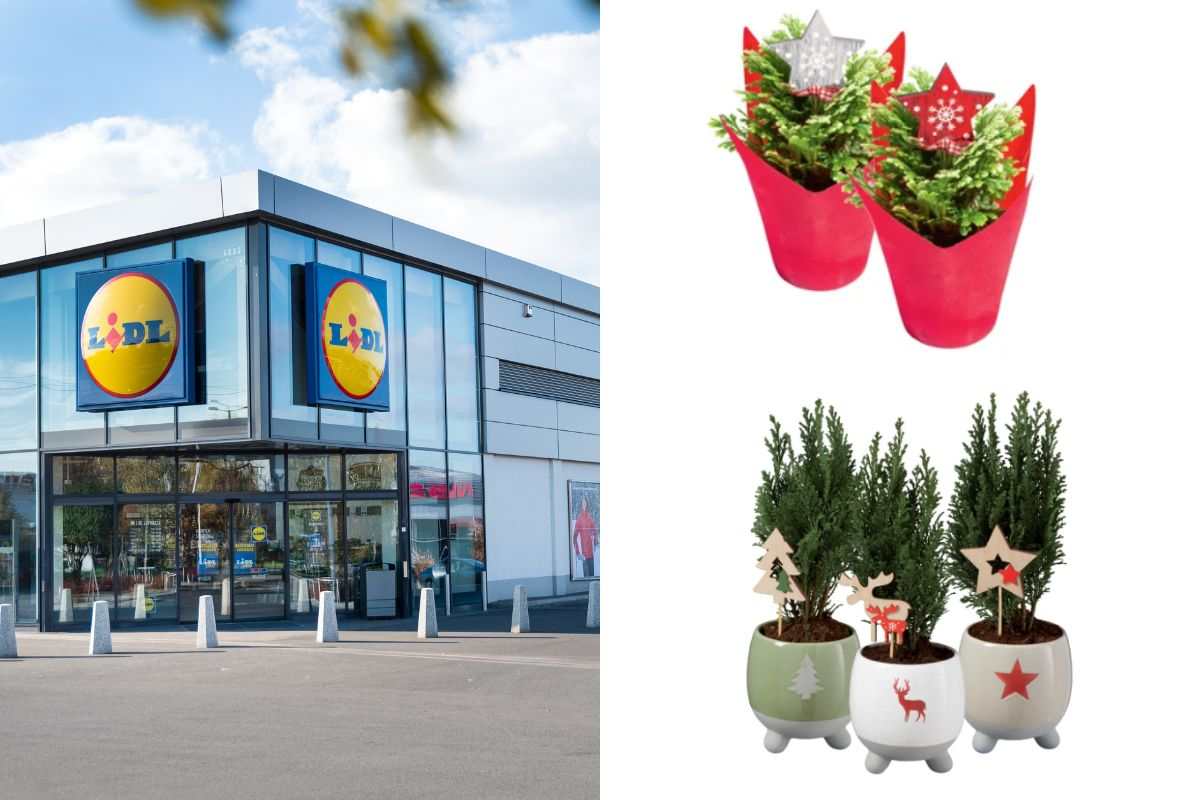 scopri le offerte di Lidl sulle piante del weekend