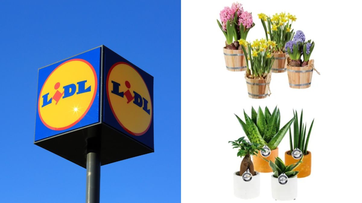 scopri quali offerte propone Lidl sulle piante