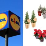 scopri le offerte sulle piante del weekend da Lidl per il Natale