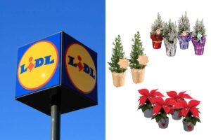 scopri le offerte sulle piante del weekend da Lidl per il Natale