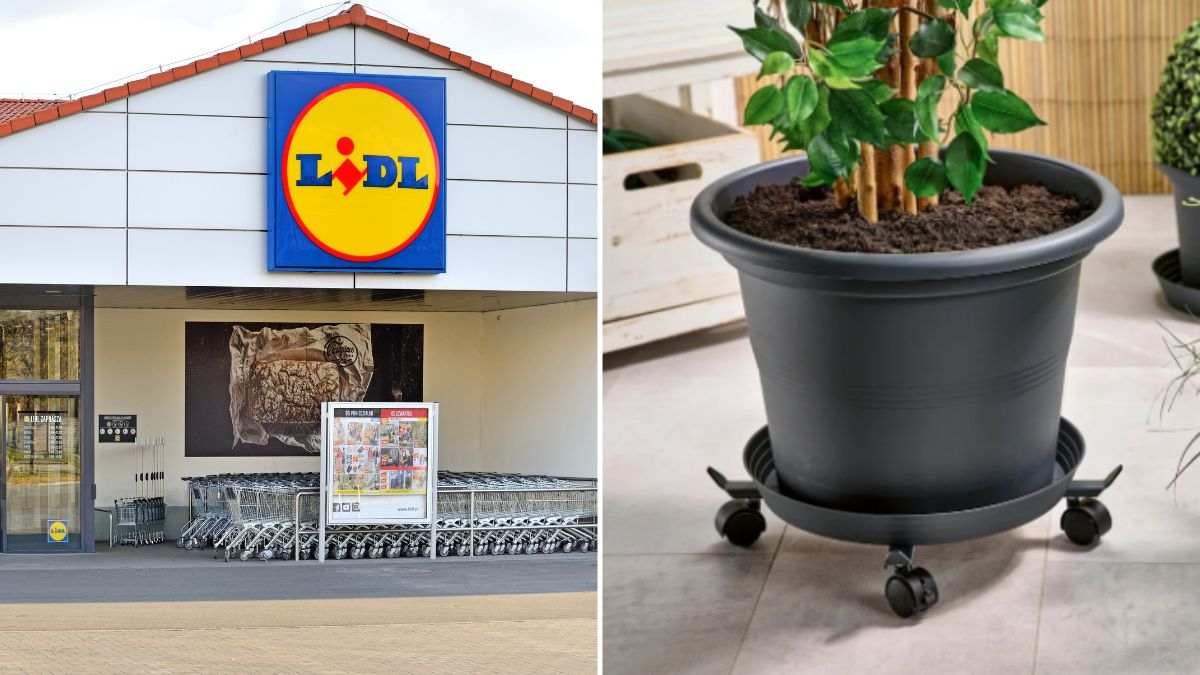 scopri l'offerta Lidl sui portavasi