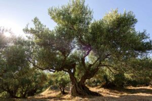 Raccolta di olive abbondante