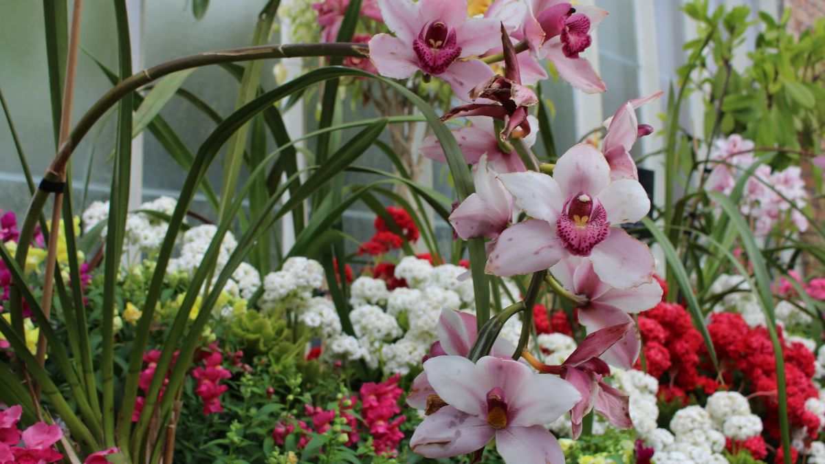 perché scegliere l'orchidea Cymbidium