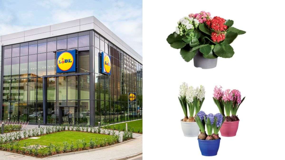 scopri le offerte sulle piante della settimana di Lidl