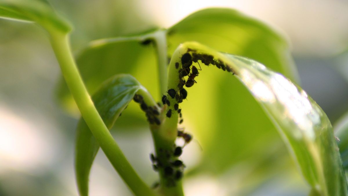 cosa fare se ci sono afidi sull'orchidea