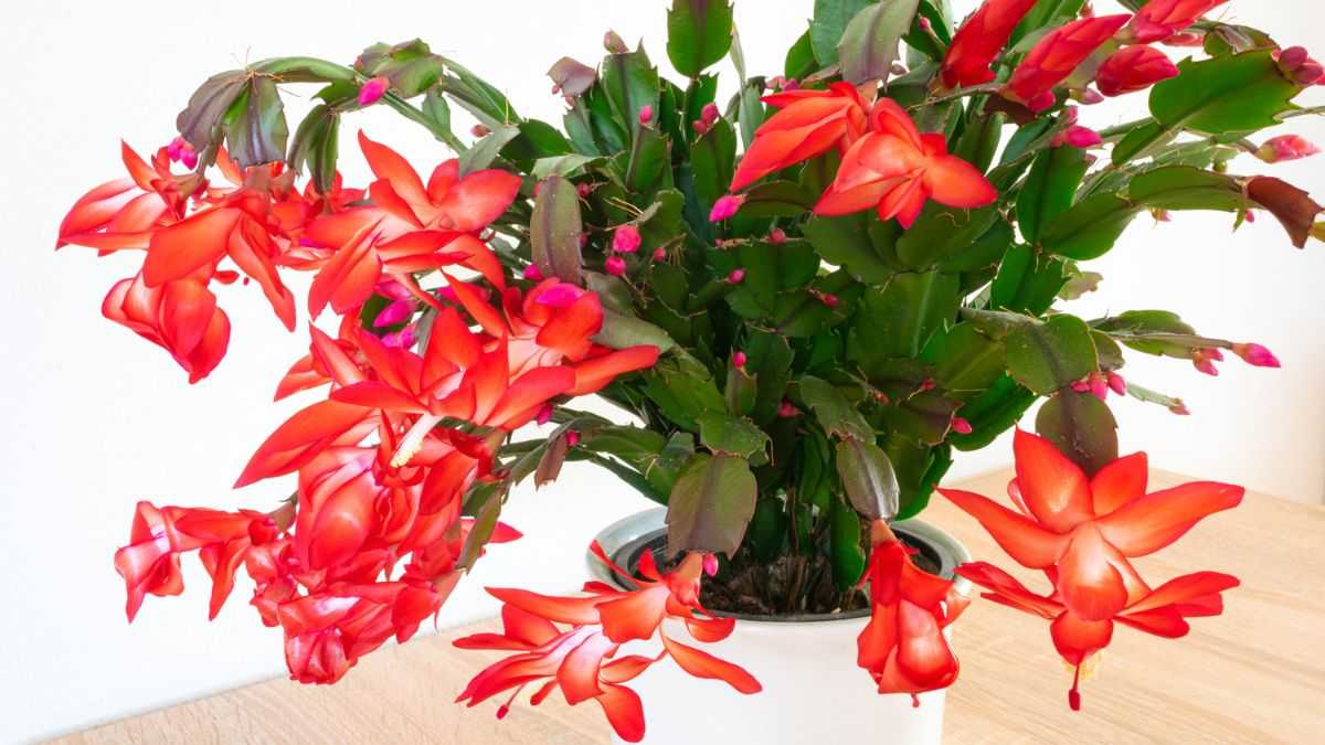 quali sono due modi per propagare il cactus di Natale