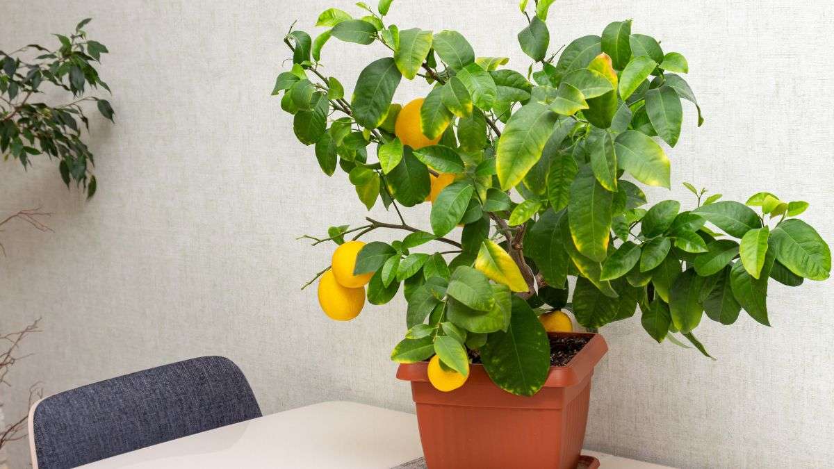 cosa fare se le foglie dell'albero di limone cadono