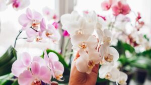 quante volte fioriscono le orchidee in un anno