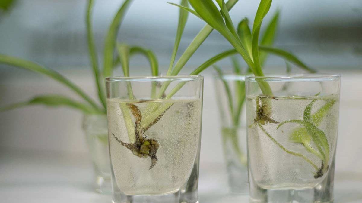 guida per coltivare falangio in acqua