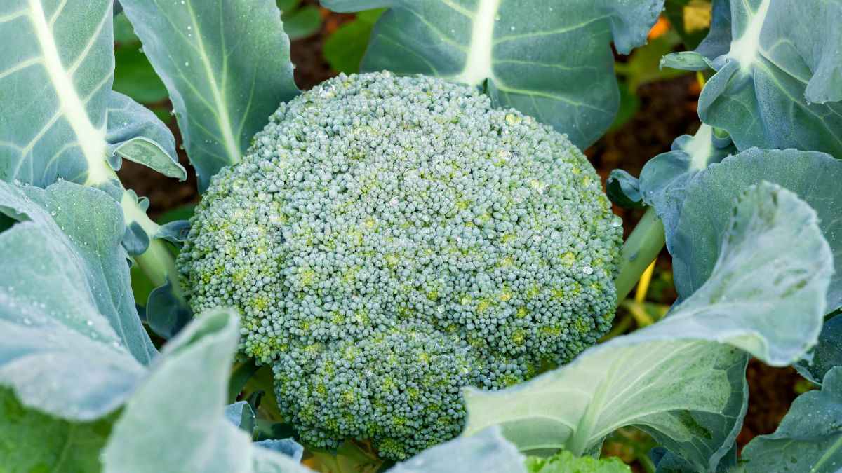 benefici del coltivare broccoli