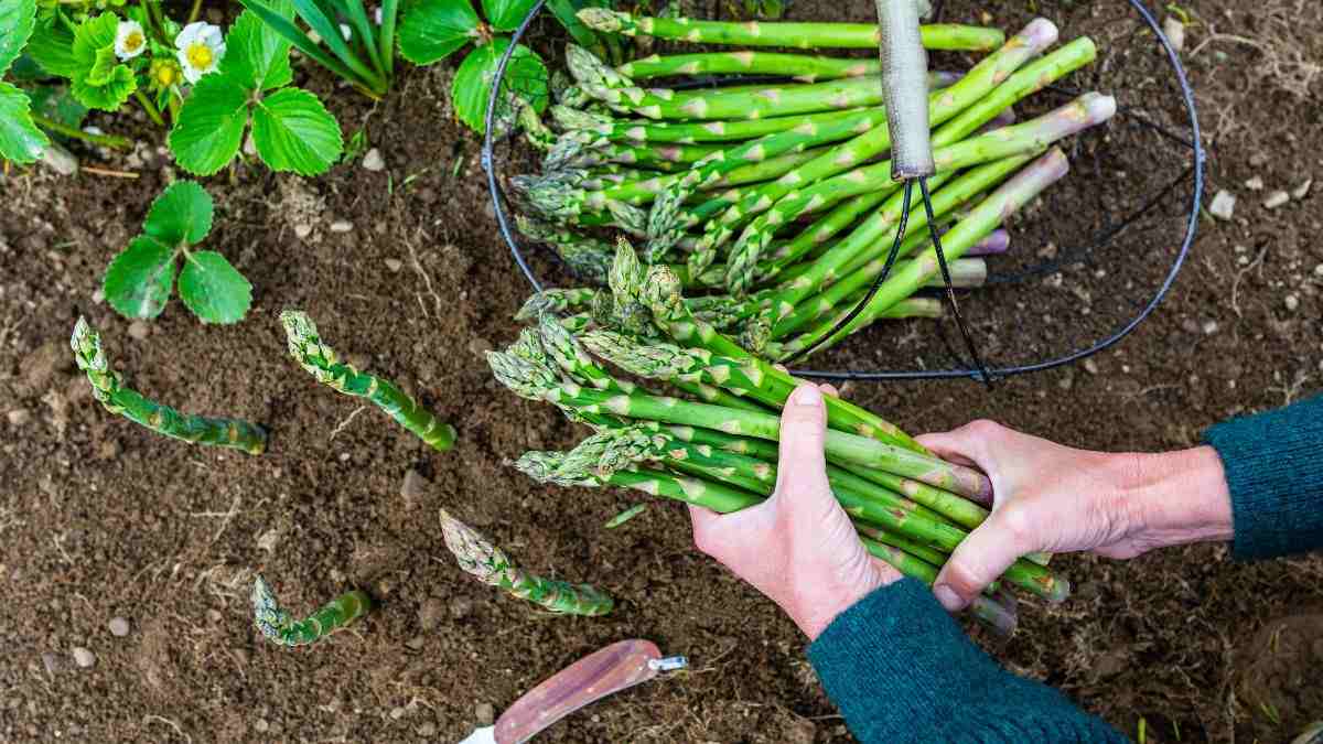 perché dovresti coltivare gli asparagi