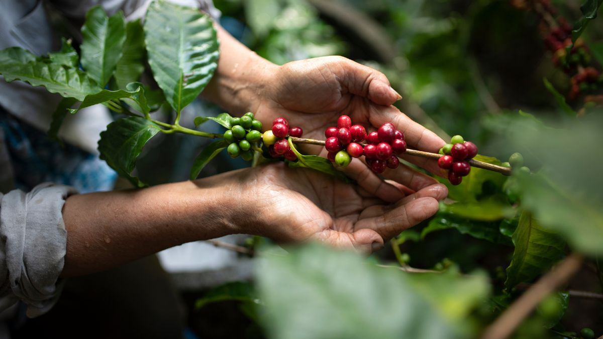 come curare la tua pianta di caffè