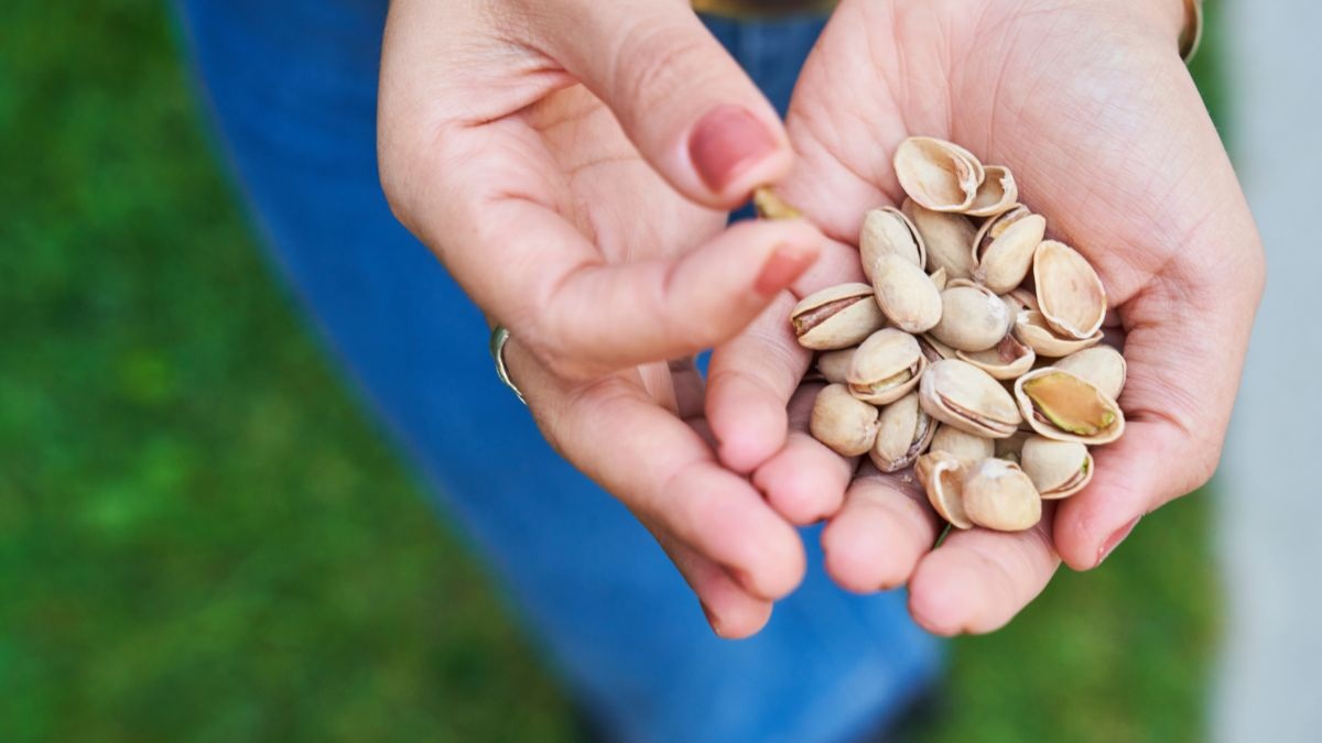 scopri come coltivare un alberello di pistacchio