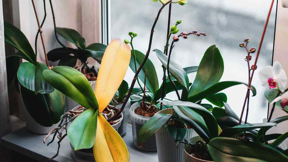 cosa fare per far crescere le nuove foglie dell'orchidea