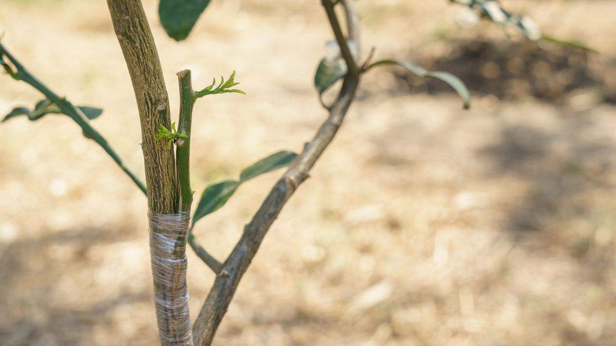 scopri come fare un innesto di limone