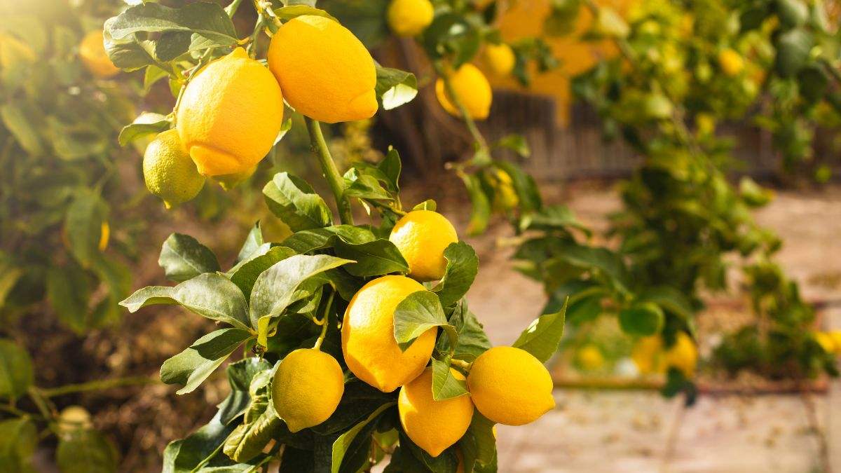 scopri come moltiplicare la tua pianta di limone