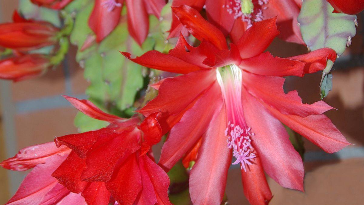 come moltiplicare il cactus di Natale