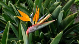 come far fiorire la strelitzia