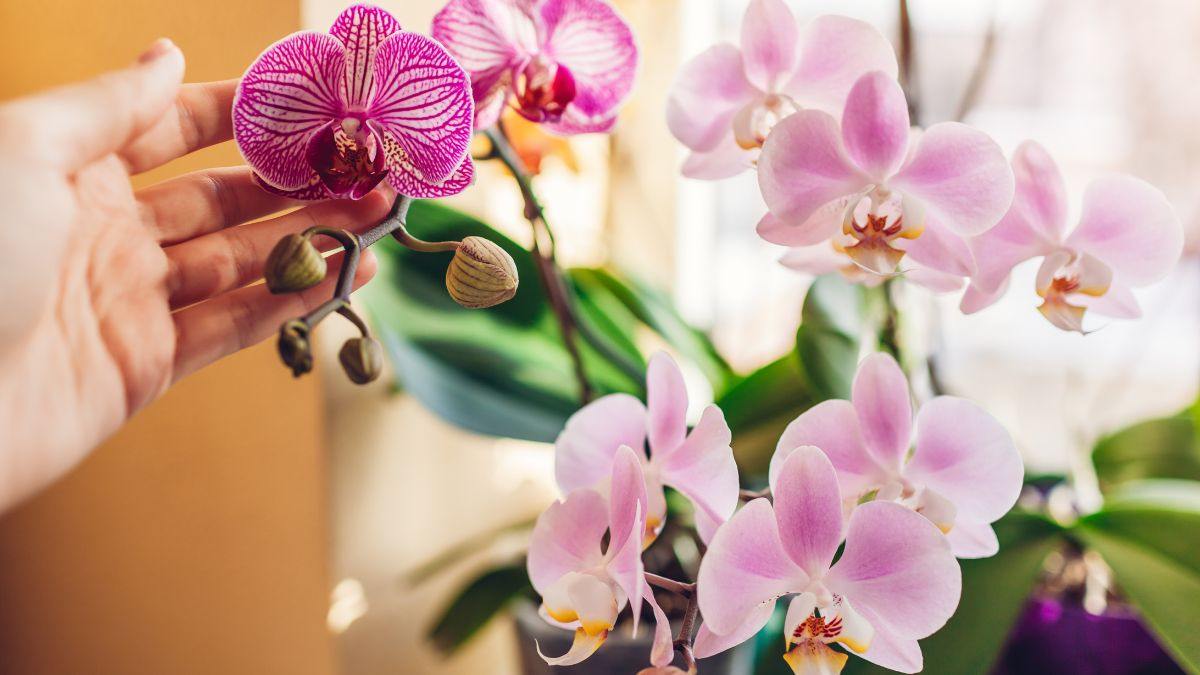 lo sfagno è essenziale per avere orchidee rigogliose