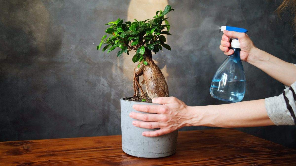 come curare il bonsai